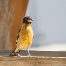 Black-headed Grosbeak-Male-05