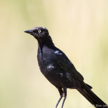 Brewer's Blackbird-Male-01