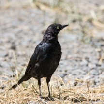 Brewer's Blackbird-Male-02