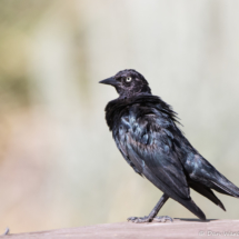 Brewer's Blackbird-Male-03