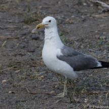 California Gull-03