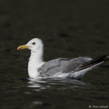 California Gull-04