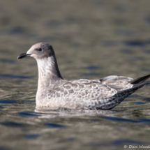 California Gull-05