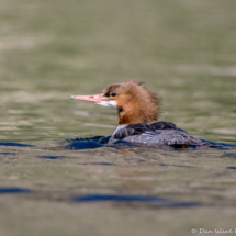 Common Merganser-01