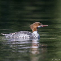 Common Merganser-03