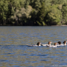 Common Mergansers-01