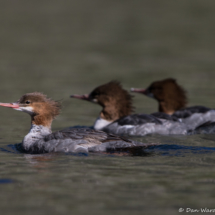 Common Mergansers-02