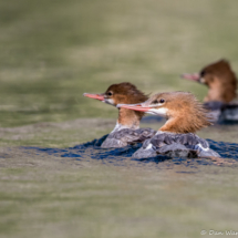 Common Mergansers-04