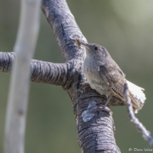 House Wren-01 (2)