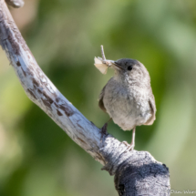 House Wren-02 (2)