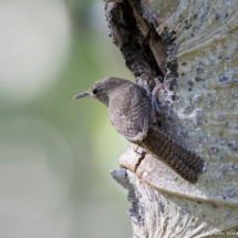 House Wren-03