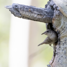 House Wren-04