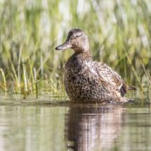 Mallard Duck-01