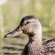 Mallard Duck-02