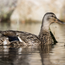 Mallard Duck-04