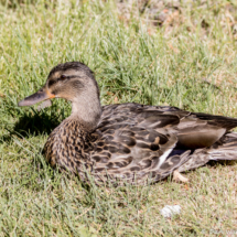 Mallard Duck-05