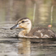 Mallard Duckling-01