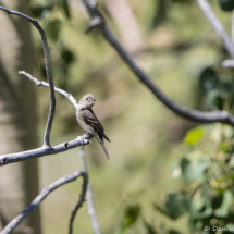 Western Wood-pewee