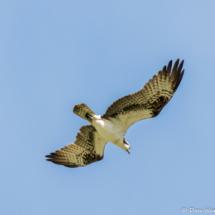 Osprey in Flight-02