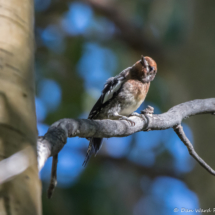 Red-breasted Sapsucker-03