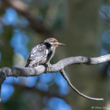 Red-naped Sapsucker-01