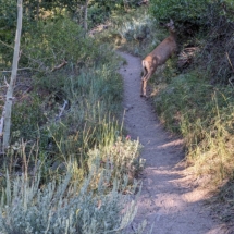 Silver Lake California-12