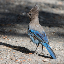 Steller's Jay-05