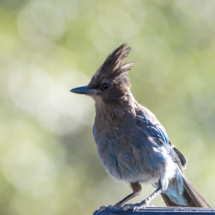 Steller's Jay-06