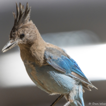 Steller's Jay-08