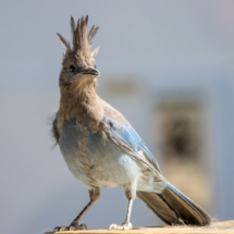 Steller's Jay-09
