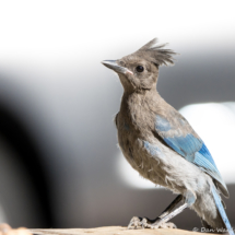 Steller's Jay-11