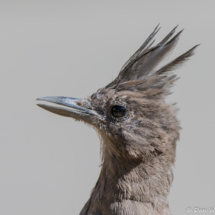 Steller's Jay Up Close-01