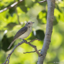 Warbling Viero-01