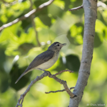 Warbling Viero-03