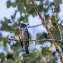 Western Wood-Pewee-02