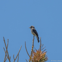 Western Wood-Pewee-04
