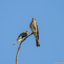 Western Wood-Pewee-06