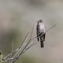 Western Wood-Pewee-08