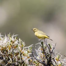 Yellow Warbler-02