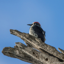 Acorn Woodpecker-01