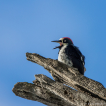 Acorn Woodpecker-02