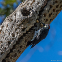 Acorn Woodpecker-04