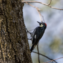 Acorn Woodpecker-05
