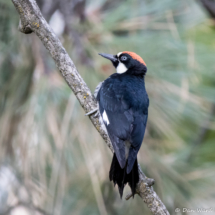 Acorn Woodpecker-06