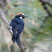 Acorn Woodpecker-08