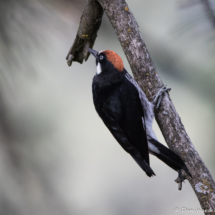 Acorn Woodpecker-10