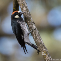 Acorn Woodpecker-11