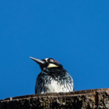Acorn Woodpecker Up Close-01