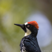 Acorn Woodpecker Up Close-02