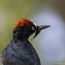 Acorn Woodpecker Up Close-03